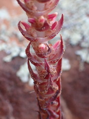 Crassula alpestris