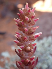 Crassula alpestris