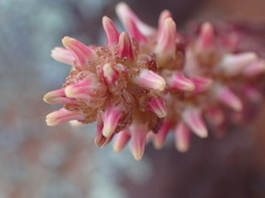 Crassula alpestris