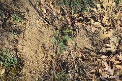 Lupinus hispanicus