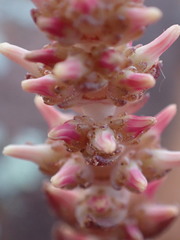 Crassula alpestris