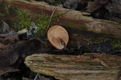 Flammulina elastica