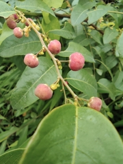 Phyllanthus reticulatus