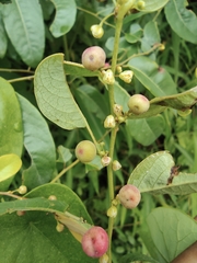 Phyllanthus reticulatus