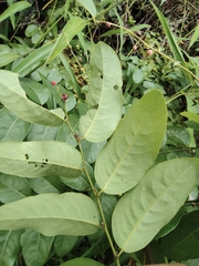 Phyllanthus reticulatus