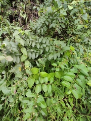 Phyllanthus reticulatus