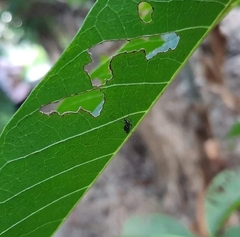 Stegomyia
