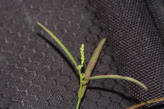 Microstachys chamaelea