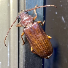 Cacodacnus planicollis