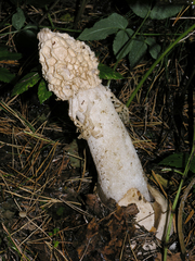 Phallus impudicus togatus