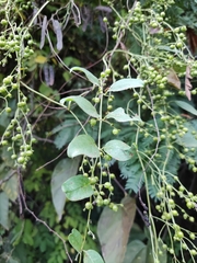 Paederia foetida