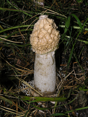 Phallus impudicus togatus