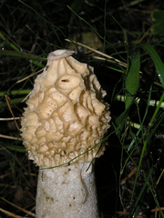 Phallus impudicus togatus