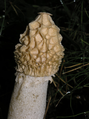 Phallus impudicus togatus