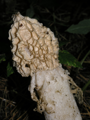 Phallus impudicus togatus