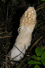 Phallus impudicus togatus