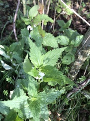 Lamium album