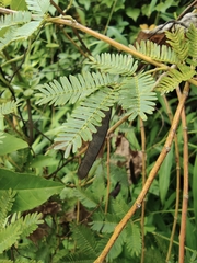 Mimosa bimucronata