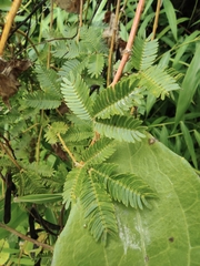 Mimosa bimucronata