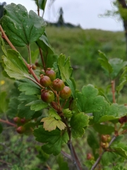Ribes pulchellum