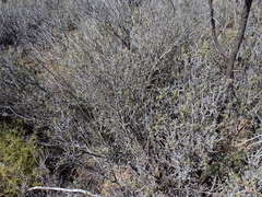 Diospyros austro-africana