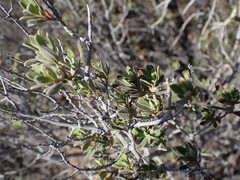 Diospyros austro-africana