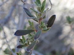 Diospyros austro-africana