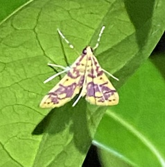 Conogethes haemactalis