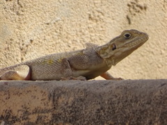 Agama agama