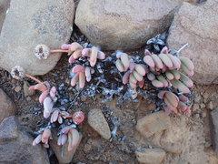 Cephalophyllum curtophyllum