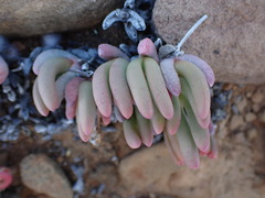 Cephalophyllum curtophyllum