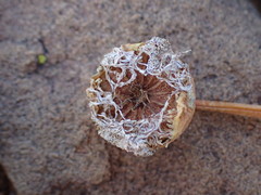 Cephalophyllum curtophyllum