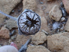 Cephalophyllum curtophyllum