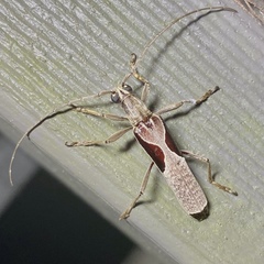Uracanthus triangularis