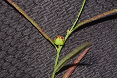 Microstachys chamaelea