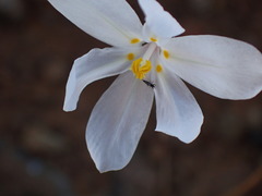 Moraea crispa