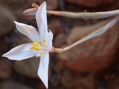 Moraea crispa