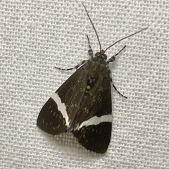 Coenotoca subaspersa