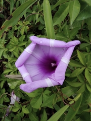 Ipomoea cairica