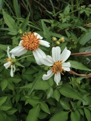 Bidens alba