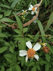 Bidens alba