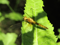 Erythrodiplax melanorubra