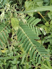 Mimosa bimucronata