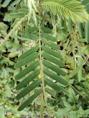 Mimosa bimucronata