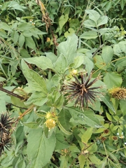 Bidens alba