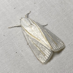 Cryptophasa flavolineata