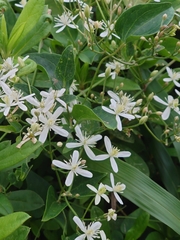Clematis terniflora