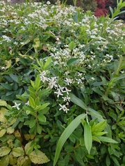 Clematis terniflora