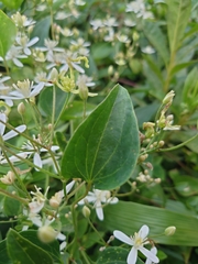 Clematis terniflora