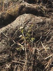 Polygonum ramosissimum